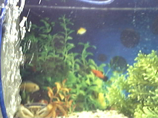 My Tank