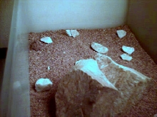Horned lizard enclosure (Baby)