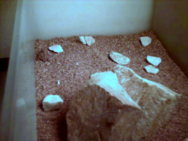 Horned lizard enclosure (Baby)