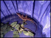 Nile Croc