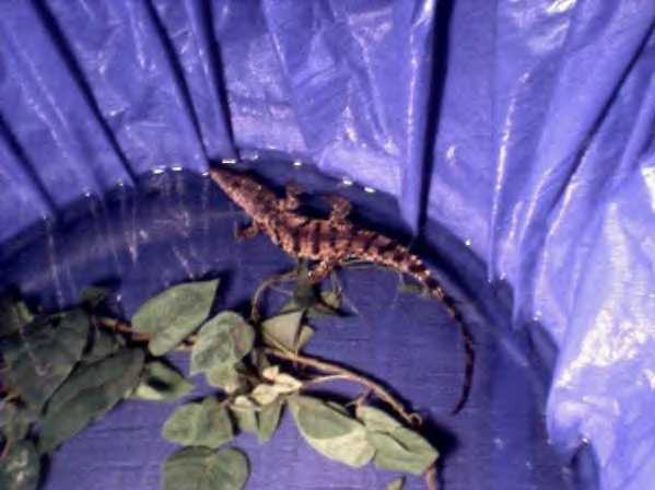Nile Croc