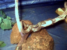 Water snake