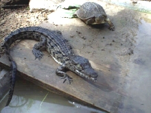 Nile Croc