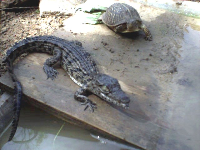 Nile Croc
