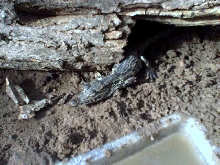 Nile Croc
