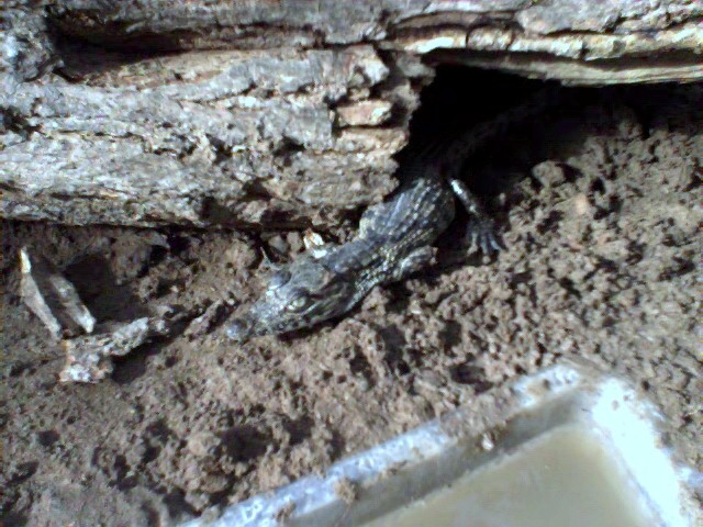Nile Croc