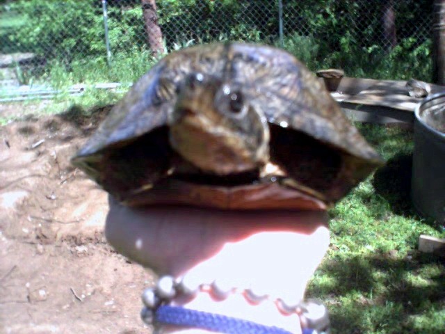 Female Wood Turtle