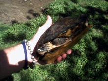 Female Wood Turtle