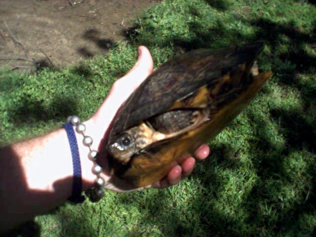 Female Wood Turtle