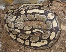 Mellow - female ball python 2