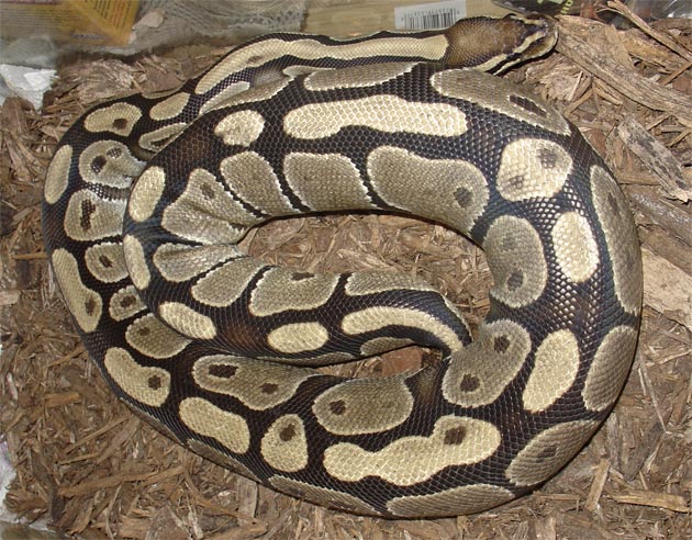 Mellow - female ball python 2
