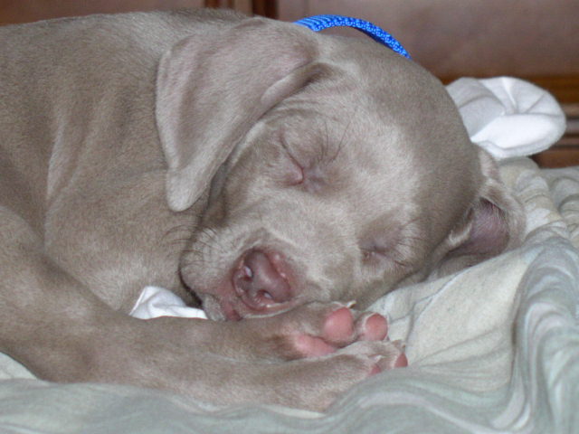 Connor is one sleepy guy