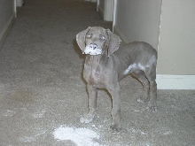 I didn't do it, I swear