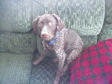 my gsp  puppy