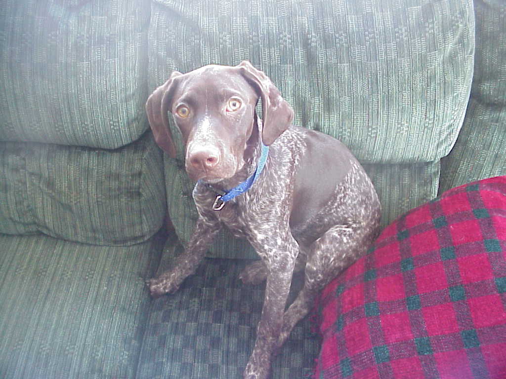 my gsp  puppy