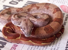 F2 Cent.American Hypo