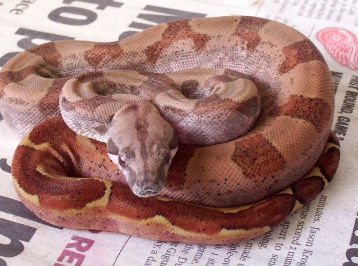 F2 Cent.American Hypo