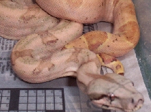 f2salmonxhogg  x f2salmon
