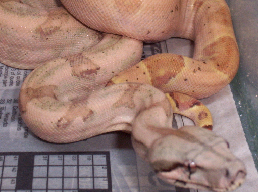f2salmonxhogg  x f2salmon
