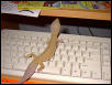 Sandy at Keyboard