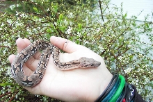 my baby dumeril's boa