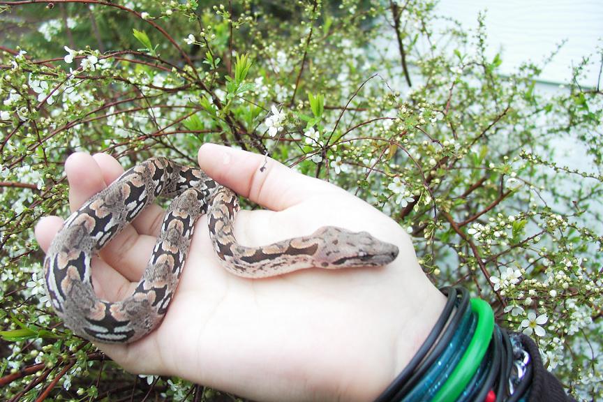 my baby dumeril's boa