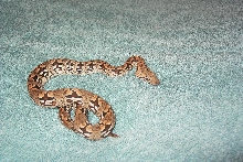 my baby dumeril's boa