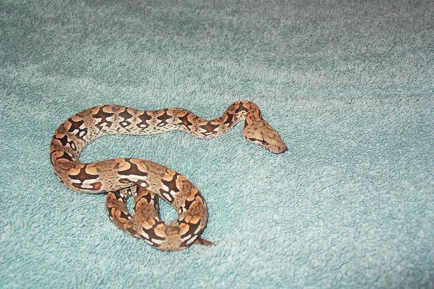 my baby dumeril's boa