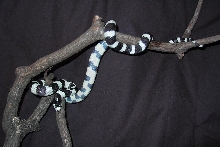 my california kingsnake