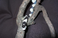 my california kingsnake