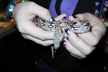 my baby dumeril's boa