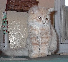 Miss Sassy of Bristol