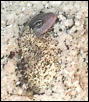 aft hatching from egg