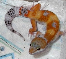 first of my leopard gecko babies