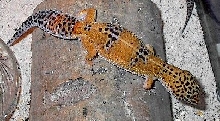 hypo tang female