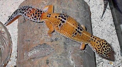 hypo tang female