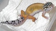 SUPER HYPO TANG