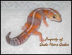 TANG. AMELANISTIC AFT STRIPE FEMALE