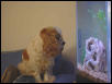 Patches watching her pets