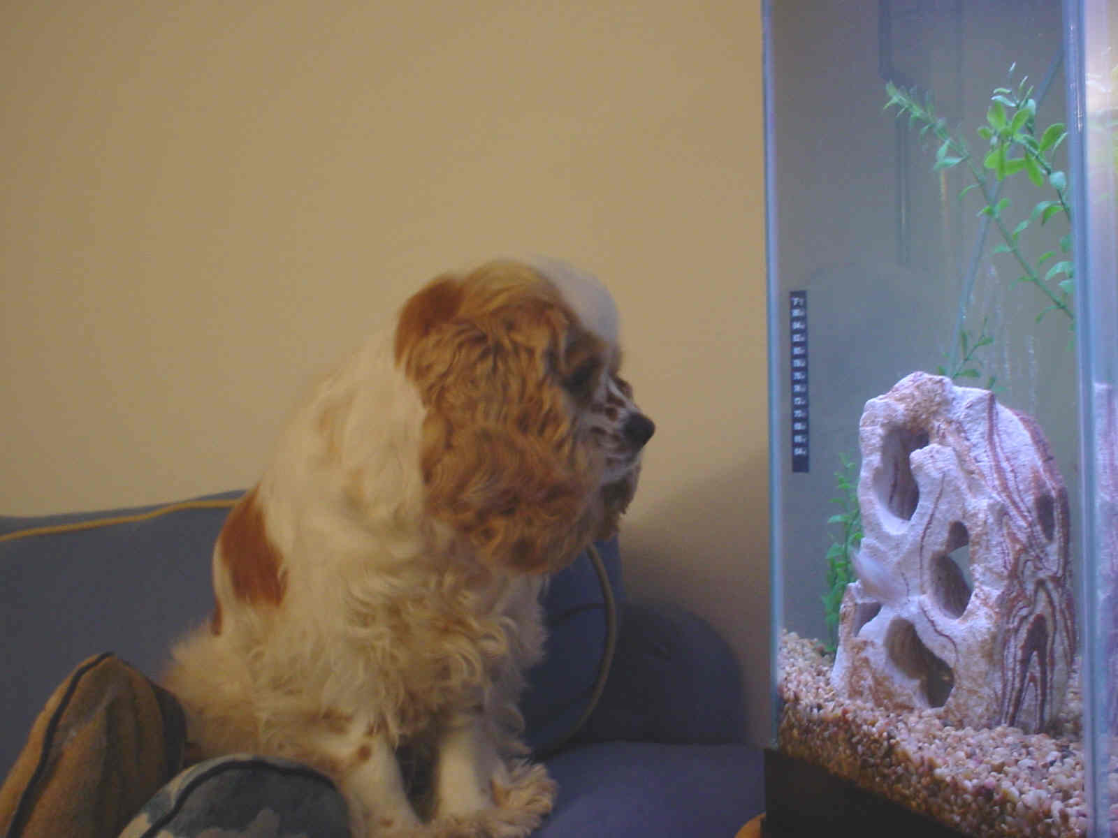 Patches watching her pets