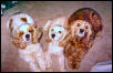 Our family