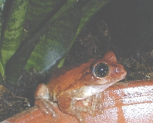 Leptopelis vermiculatus