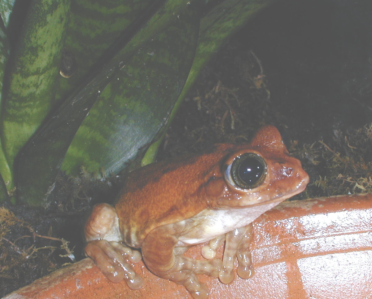 Leptopelis vermiculatus