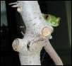 Leptopelis specis