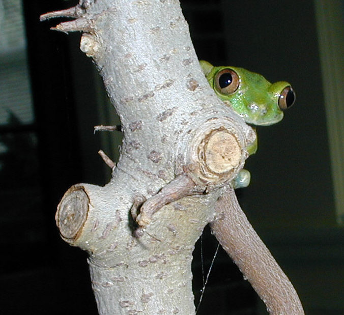 Leptopelis specis