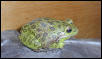 Barking Treefrog