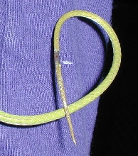 Tail trauma