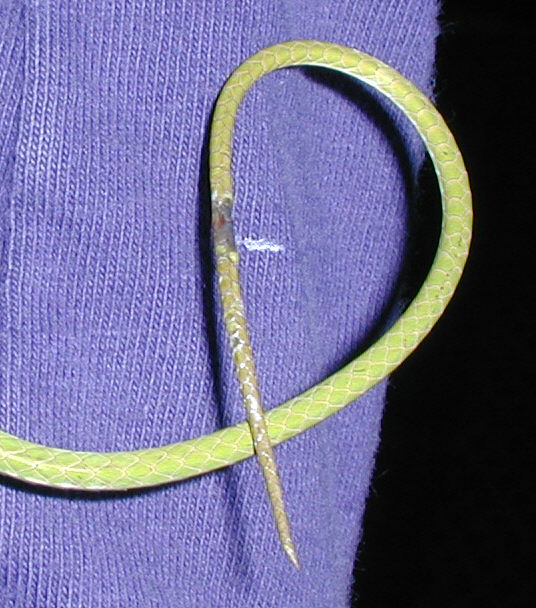 Tail trauma