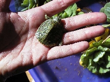 One hatchling