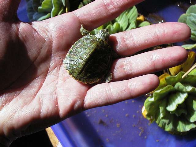 One hatchling